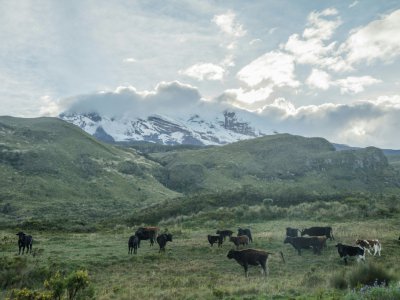 Du bétail paît sur les contreforts du volcan Chimborazo dans les Andes équatoriennes, le 18 février 2019 - Pablo Cozzaglio [AFP]