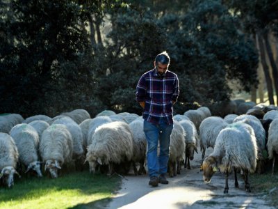 Le berger Alvaro Martin et son troupeau de mouton dans le parc Casa de Campo, le 26 mars 2019 à Madrid, en Espagne - OSCAR DEL POZO [AFP]