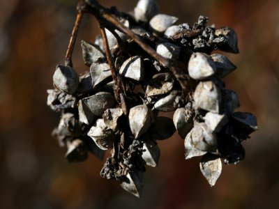 Des grains du sarrasin, le 6 octobre 2017 à Spezet, dans le Finistère - FRED TANNEAU, FRED TANNEAU [AFP/Archives]