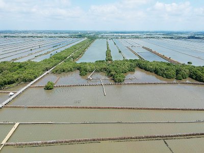 La mangrove et des marais dans la région de Samut Chin en Thaïlande, le 9 mars 2019 - Jonathan KLEIN [AFP]