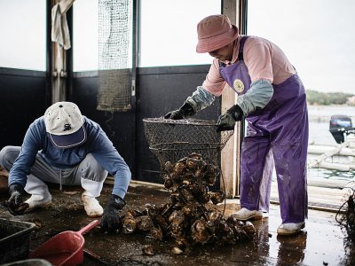 Des aquaculteurs nettoient des huîtres perlières Akoya dans la baie d'Ago, le 12 octobre 2018 au Japon - Martin BUREAU [AFP]