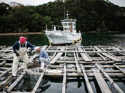 Des perliculteurs récupèrent dans leurs filets des huîtres perlières Akoya, le 12 octobre 2018 à Shima, au Japon - Martin BUREAU [AFP]