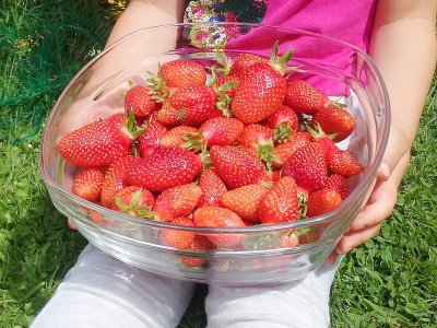 Quel plaisir de récolter les fraises du jardin !