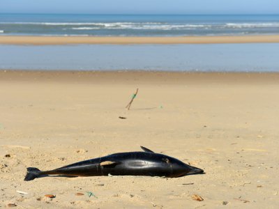 Dauphin retrouvé mort sur une plage près de Lacanau, le 22 mars 2019 - NICOLAS TUCAT [AFP/Archives]