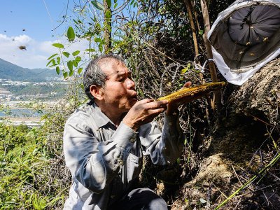 Yip Ki-hok, recupère des abeilles sauvages dans les environs de Hong Kong le 14 février 2019 - Anthony WALLACE [AFP]