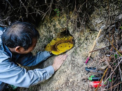 A mains nues Yip Ki-hok, retire un rayon de cire de miel d'un trou où prolifèrent des abeilles sauvages, dans les environs de Hong Kong le 14 février 2019 - Anthony WALLACE [AFP]