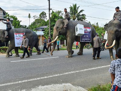 Des éléphants transportent du matériel électoral à Trumon, dans la province d'Aceh en Indonésie, le 17 avril 2019 - CHAIDEER MAHYUDDIN [AFP]