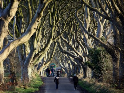 Une allée à Ballymoney en Irlande du Nord, site de tournage de "Game of Thrones", le 29 janvier 2016 - PAUL FAITH [AFP/Archives]