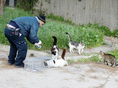 Un employé du centre vétérinaire municipal de Jérusalem tente de capturer un chat errant, le 7 mars 2019 - MENAHEM KAHANA [AFP]