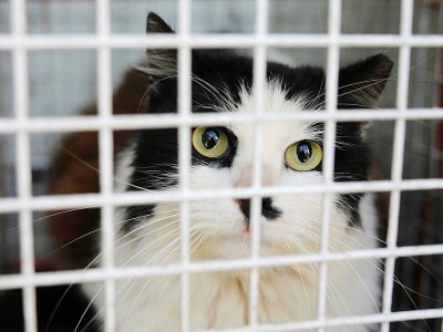 Un chat capturé et transporté au centre vétérinaire municipal de Jérusalem pour être stérilisé, le 7 mars 2019 - MENAHEM KAHANA [AFP]