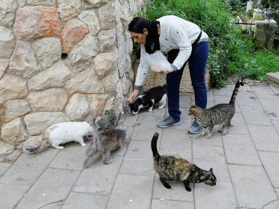 Ilana Ben Joya, une institutrice, nourrit des chats près de chez elle, le 12 mars 2019 à Jérusalem - MENAHEM KAHANA [AFP]