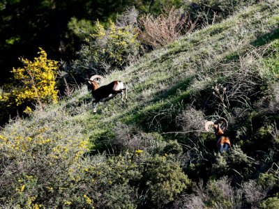Des mouflons dans la zone tampon, le 13 février à Variseia, entre la République de Chypre et la République turque autoproclamée de Chypre-Nord - Matthieu CLAVEL [AFP]