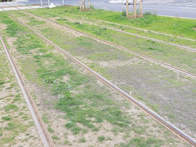 Le résultat du passage des engins de chantier sur le gazon planté sur les voies du tramway de Caen (Calvados) - Charles de Quillacq