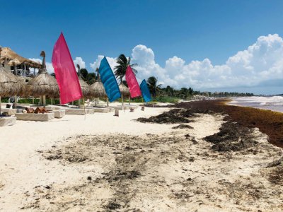 La plage de Tulum envahie par les sargasses, le 16 mai 2019 au Mexique - Daniel SLIM [AFP]
