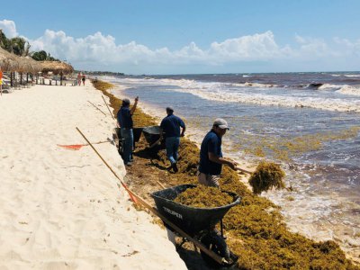 Ramassage des algues sargasses sur la plage de Tulum, le 16 mai 2019 au Mexique - Daniel SLIM [AFP]