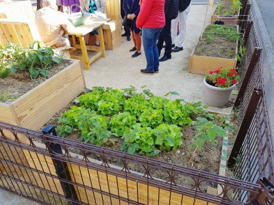 Le jardin produit des légumes pour l'ensemble des habitants du quartier. Ils sont tous invités à participer. - Gilles Anthoine