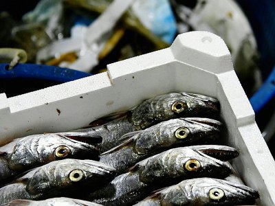 Une caisse de poissons à bord d'un bateau italien, le 23 mai 2019, au large de San Benedetto del Tronto - Filippo MONTEFORTE [AFP]
