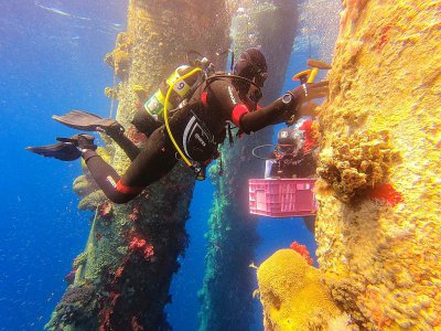 Un membre de l'Autorité gouvernementale israélienne chargée de la protection de la vie sauvage détache des coraux pour les transporter ailleurs et les préserver, le 20 mai 2019 à Eilat, en Israël - MENAHEM KAHANA [AFP]
