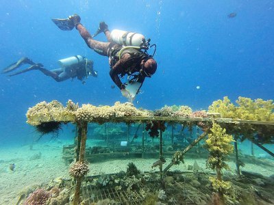 Des coraux recueillis dans les eaux d'Eilat en Israël, le 20 mai 2019 - MENAHEM KAHANA [AFP]