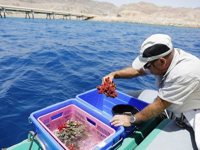 Des coraux en passe d'être transportés vers un observatoire, à Eilat le 20 mai 2019 - MENAHEM KAHANA [AFP]