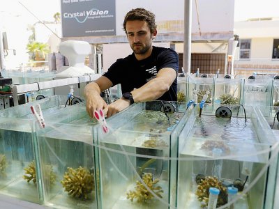 Guilhem Banc-Prandi, un doctorant français en biologie marine, inspecte des coraux dans des aquariums, à Eilat le 20 mai 2019 - MENAHEM KAHANA [AFP]