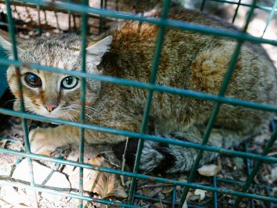 Un "chat-renard" capturé dans la forêt d'Asco - PASCAL POCHARD-CASABIANCA [AFP]