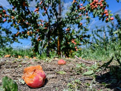 Des abricots détruits par la grêle dans un verger de la Roche-de-Glun, le 16 juin 2019 dans la Drôme - PHILIPPE DESMAZES [AFP]