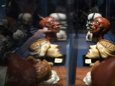 Des sculptures anatomiques en cire présentées lors de l'exposition "Cabinets de curiosité" au Fonds Hélène et Edouard Leclerc à Landernau en France - Fred TANNEAU [AFP]