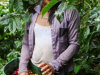 Une femme transgenre travaille dans une plantation de Santuario en Colombie, le 10 mai 2019 - Raul ARBOLEDA [AFP]