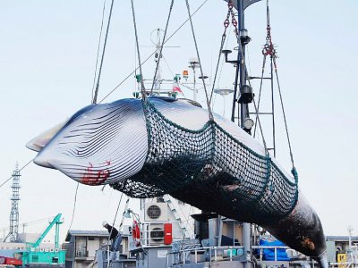 Une baleine est chargée par une grue dans le port de Kushiro, le 4 septembre 2017. - JIJI PRESS [JIJI PRESS/AFP/Archives]