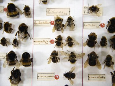 Des bourdons collectés par des entomologistes amateurs, le 9 mai 2019 à Krefeld, en Allemagne - INA FASSBENDER [AFP]