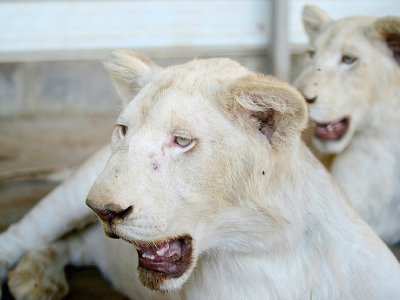 Un lion blanc et une lionne blanche dans un zoo privé de Karachi, le 20 mai 2019 au Pakistan - Rizwan TABASSUM [AFP]