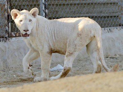 Une lionne blanche dans son enclos d'un zoo privé, le 20 mai 2019 à Karachi - Rizwan TABASSUM [AFP]