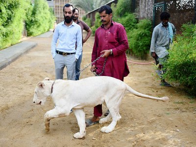 Bilal Mansoor Khawaja (g), propriétaire d'un zoo privé à Karachi, se promène avec l'un de ses lions blancs tenu en laisse par un employé, le 20 mai 2019 au Pakistan - Rizwan TABASSUM [AFP]