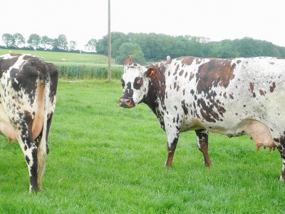 Un lait issu en majorité de vaches de race normande fait partie des conditions de l'appellation. - Eric Mas