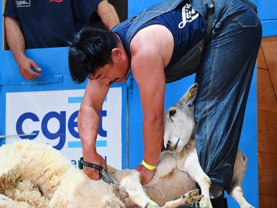 Le Japonais Shing Sakai tond un mouton au Dorat en Haute-Vienne le 4 juillet 2019 - MEHDI FEDOUACH [AFP]