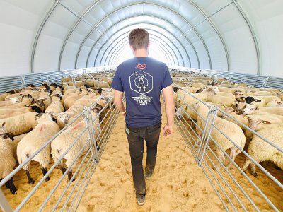 Des centaines de moutons attendent d'être tondus au Dorat en Haute-Vienne le 4 juillet 2019 - MEHDI FEDOUACH [AFP]