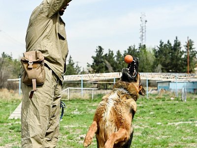 Un chien à Kaboul entraîné à réceptionner une balle le 7 avril 2019 - WAKIL KOHSAR [AFP]