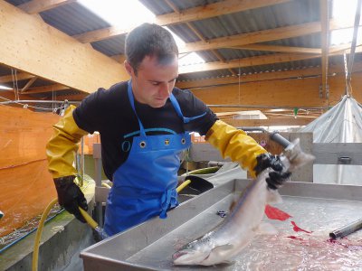 Les saumons sont élevés 20 mois en moyenne et atteignent les 3,4 kilos. - Charlotte Hautin