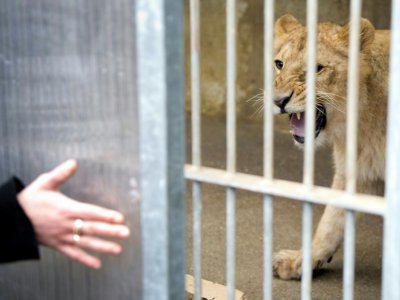 Lion en cage dans un zoo le 23 février 2012 - SEBASTIEN BOZON [AFP/Archives]