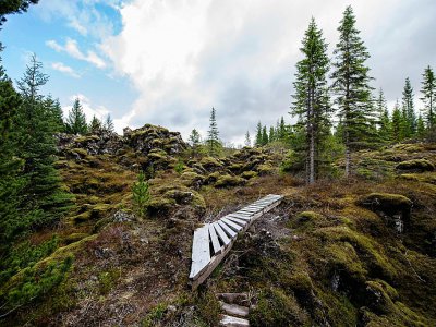 La forêt de Heidmork près Reykjavik, le 21 mai 2019 - Halldor KOLBEINS [AFP]