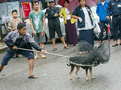Un employé municipal attrape un chien errant qui sera envoyé au refuge Thabarwa, le 4 juillet 2019 à Rangoun, en Birmanie - Sai Aung MAIN [AFP]