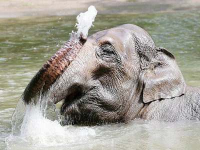 Un éléphant se rafraichit dans un bassin du zoo de Tierpark Hagenbeck à Hambourg, dans le nord de l'Allemagne, le 24 juillet 2019 - Bodo Marks [dpa/AFP]