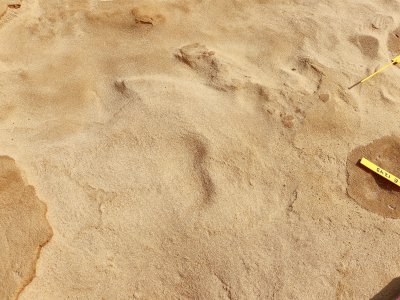 Une empreinte de pied d'adolescent qui vivait il y a 80 000 ans, découvert le 25 juillet 2019 sur le site de fouilles du Rozel. - Marthe Rousseau