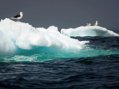 Des goélands se reposent sur des icebergs dans la baie de Bonavista, au large de Terre-Neuve, au Canada, le 30 juin 2019 - Johannes EISELE [AFP]