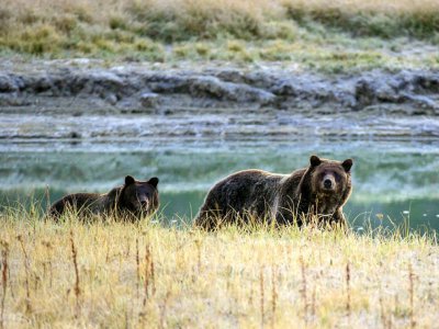 Une femelle grizzly et son ourson, dans le parc national de Yellowstone - KAREN BLEIER [AFP/Archives]
