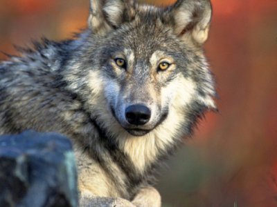 Le loup gris a bien failli disparaître du territoire américain au début du 20e siècle et a vraisemblablement été sauvé par l'Endangered Species Act de 1973 - HO [US FISH & WILDLIFE SERVICE/AFP/Archives]