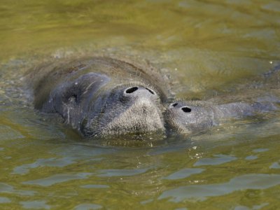 Particulièrement vulnérables aux activités humaines, les lamantins, comme ceux qui vivent dans les marais de Floride, ont particulièrement bénéficié de la protection de l'Endangered Species Act - DON EMMERT [AFP/Archives]