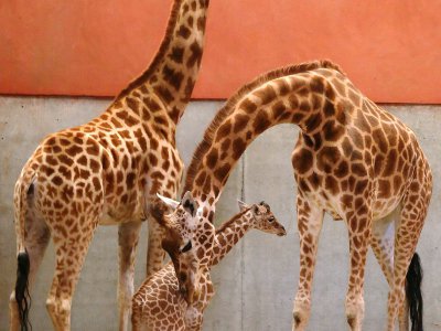 Le girafon avec ses parents - Parc Animalier de Champrépus