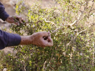 Guy Erlich inspecte une branche d'une plante qu'il cultive à Almog, le 28 mai 2019 - MENAHEM KAHANA [AFP]